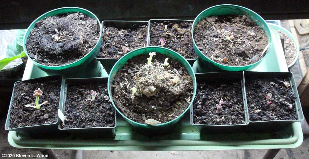 Gloxinias breaking dormancy