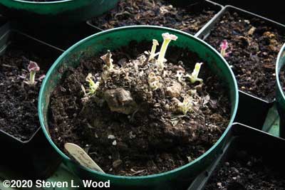 An older gloxinia corm putting up lots of stems