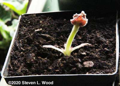 Gloxinia breaking dormancy with a tall stem
