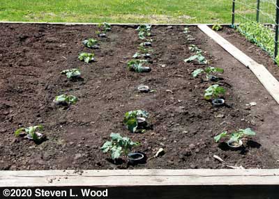 Broccoli and cauliflower uncovered