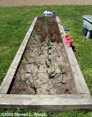 Cultivating garlic
