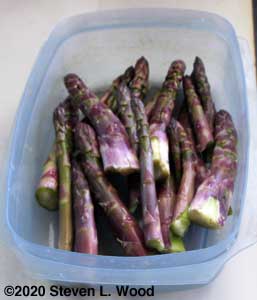 Today's asparagus