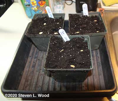 The last odd three pots seeded
