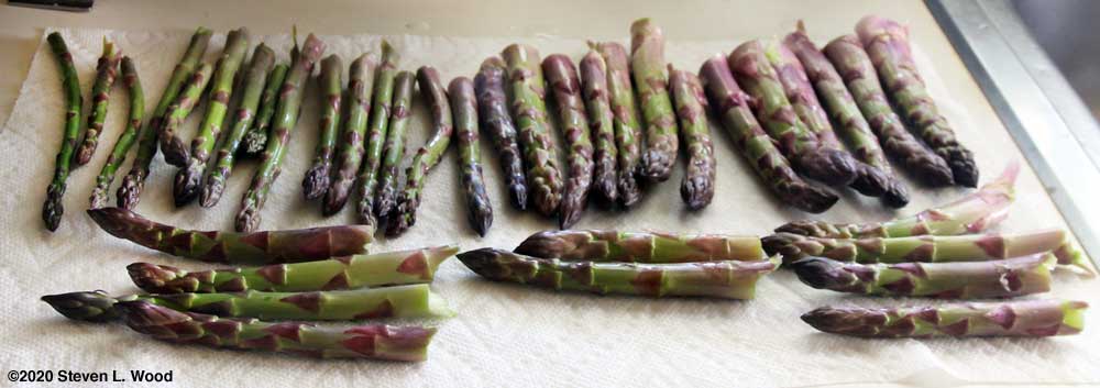 Today's asparagus
