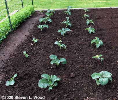 Three rows of brassicas (two rows of broccoli, one of cauliflower)