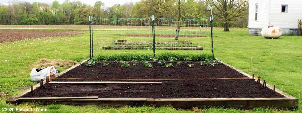 Main bed worked up and carrots seeded