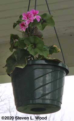 Tornado ivy leaf geranium beginning to bloom