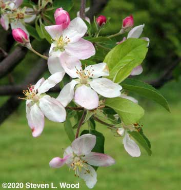 Apple blossoms 1