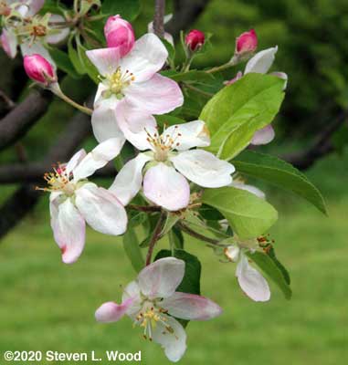 Apple blossoms