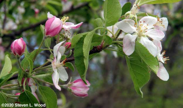 More apple blossoms