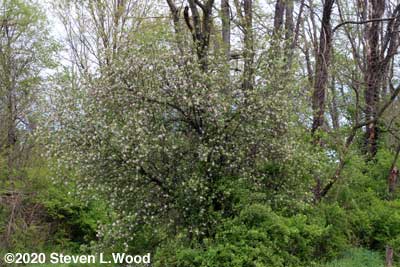 Volunteer apple tree