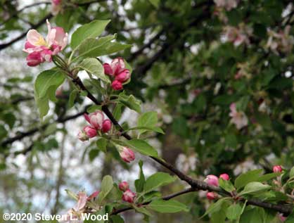 More apple blossoms