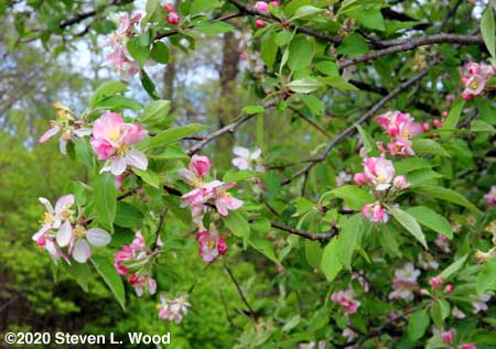 Yet more apple blossoms