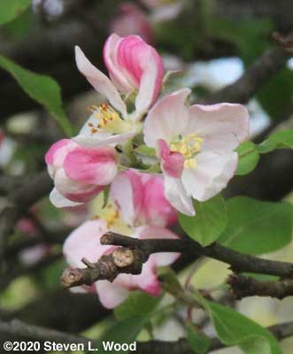 Lovely apple blossoms