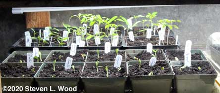 Melon plants emerging, with tomato and peppers in background