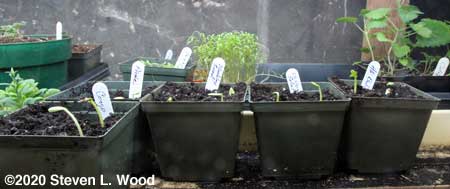 More melon plants emerging