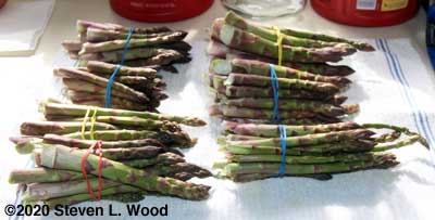 Bundled asparagus