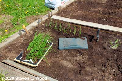 Transplanting onion plants