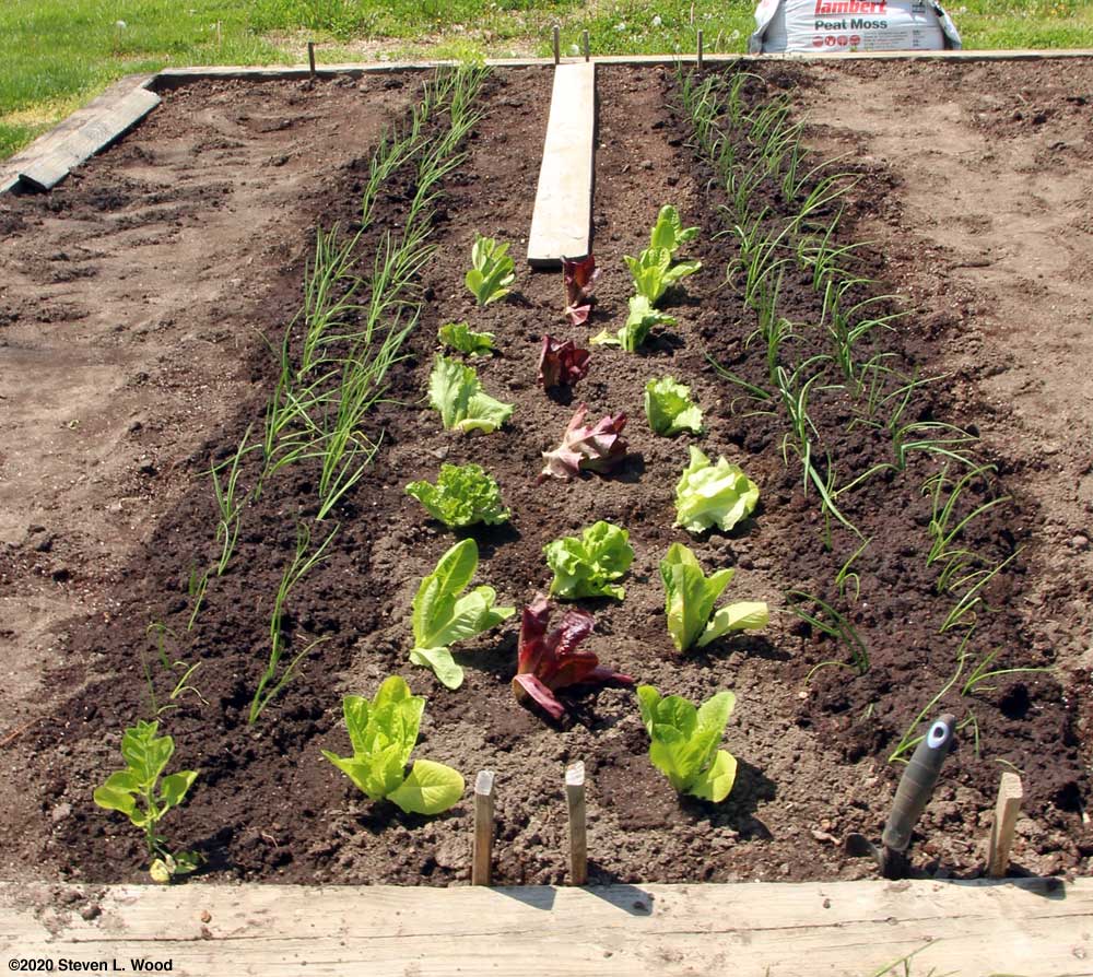 Onions transplanted around carrots and lettuce
