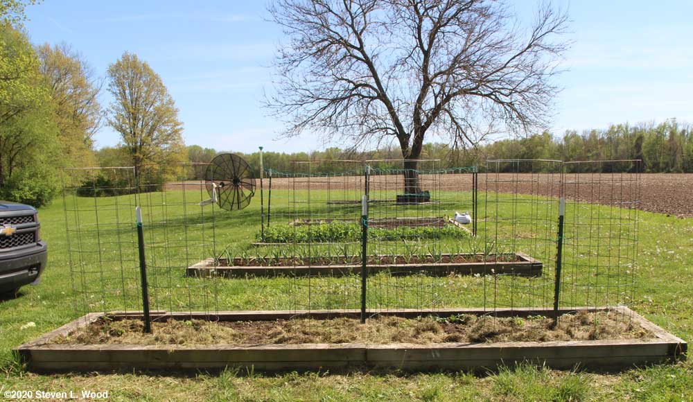 Tomatoes transplanted and bed partially mulched