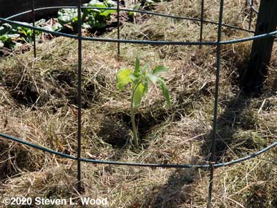Transplanted Earlirouge tomato