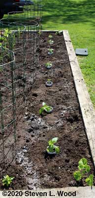 Peppers transplanted with cutworm collars