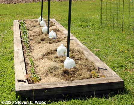 Tomato plants coveered with water jug hot kaps