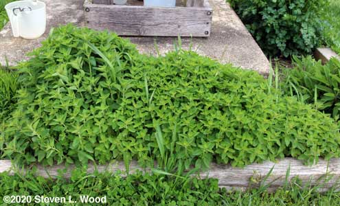 Oregano