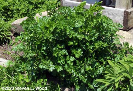 Parsley