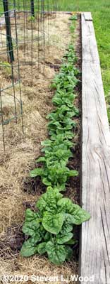 Spinach row