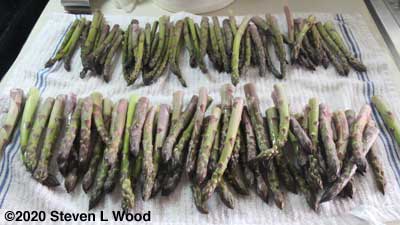 Part of the asparagus trimmed and sorted by size