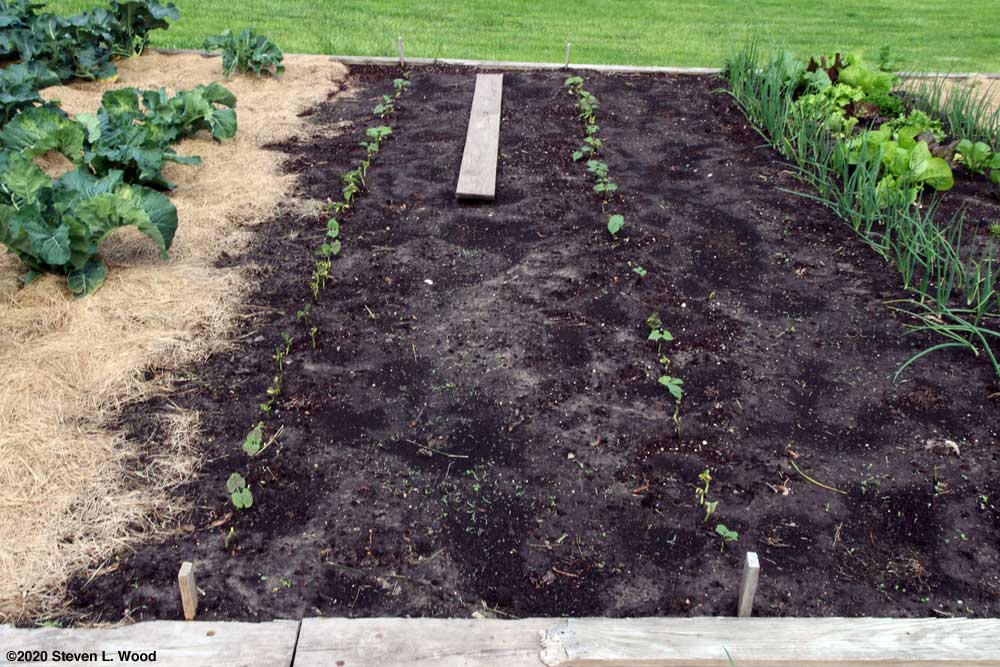 Greeen beans emerging