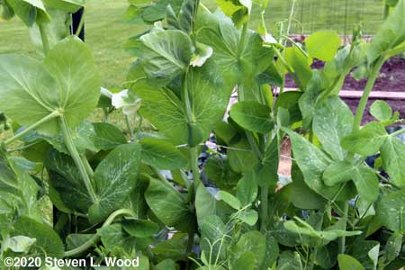 First blooms on early pea vines