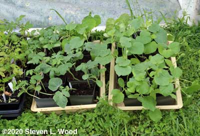 Melon plants moved outside to harden off