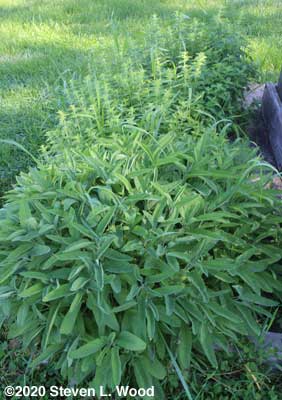 Sage and oregano