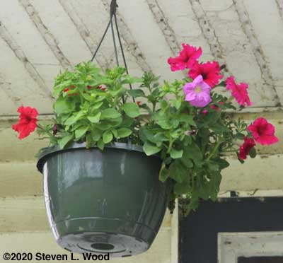 Cascade petunia in bloom