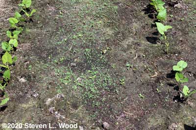 Weeds between bean rows