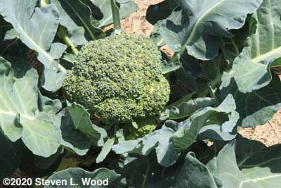 Goliath broccoli ready to pick