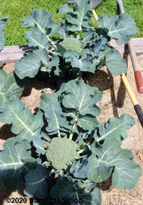 Castle Dome broccoli almost ready to cut