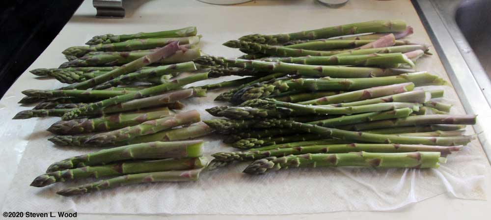Today's asparagus picking