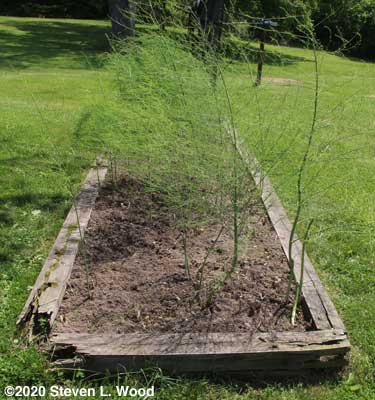 Asparagus bed after weeding