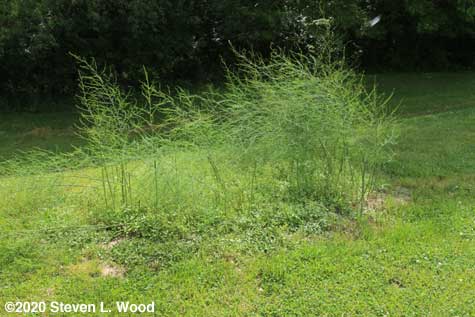 Before weeding