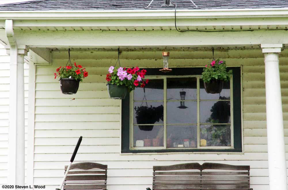 Hanging basket petunias in bloom