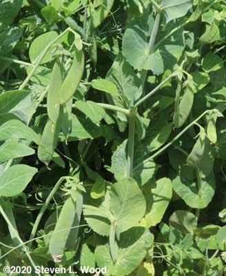 Pea Pods