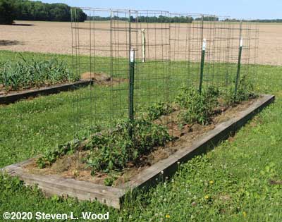 Earlirouge tomato plants