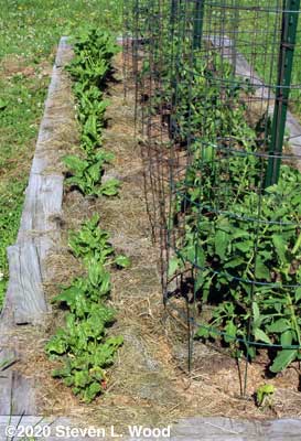 Abundant Bloomsdale spinach going to seed