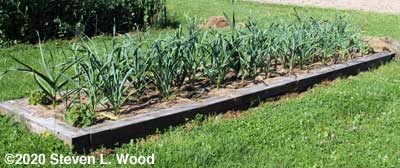 Bed of garlic