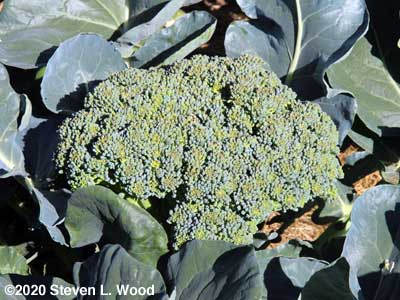 Huge head of Goliath broccoli going to seed