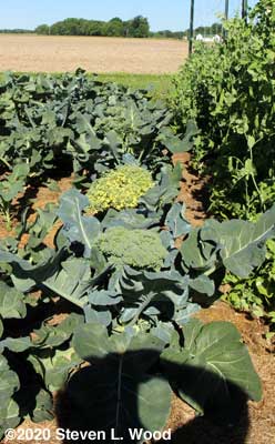 Row of Goliath broccoli beginning to bloom