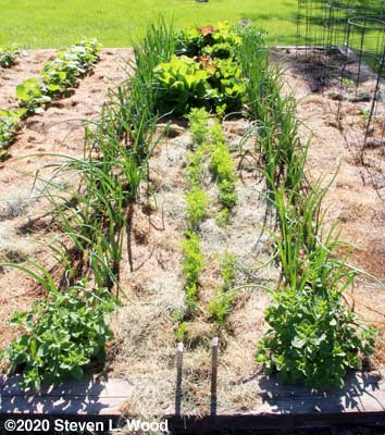 Carrots, onions, celery, and lettuce